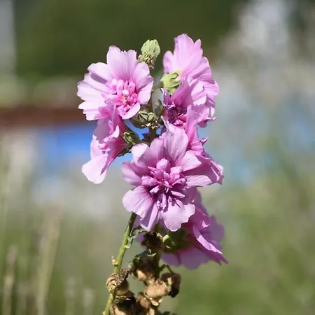 Lena Apartment Meduvrsje